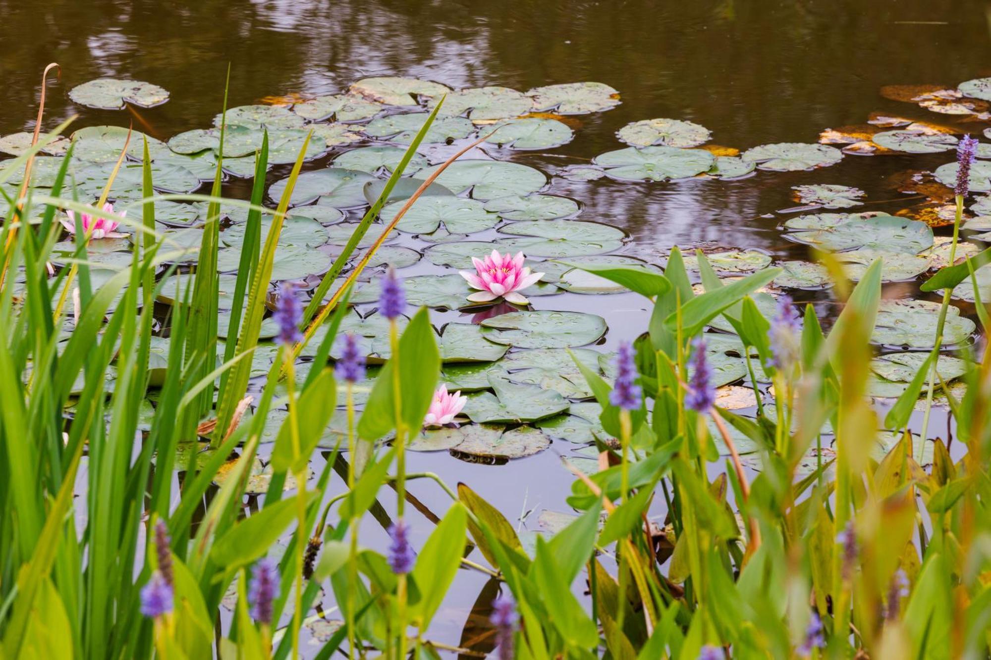 De Wilde Tuin - Tuinkamer Moergestel Exterior foto